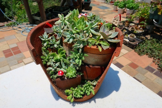 割れ鉢に多肉植物を寄せ植えしました 陶芸と多肉植物生活